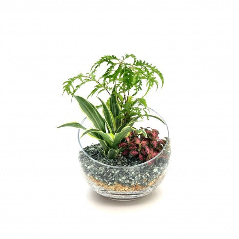 Composition biseautée "Lydie" Polyscias Fruticosa