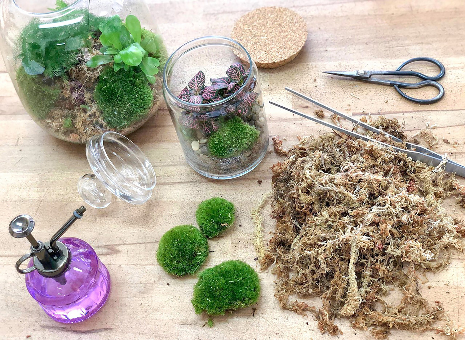 DIY terrarium : composer son terrarium fermé