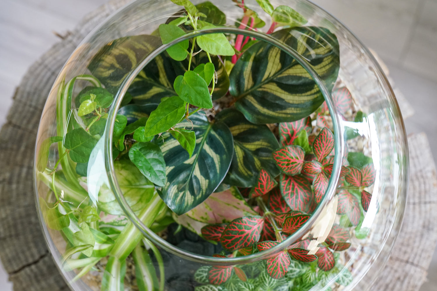 Terrarium Oeuf Framboise XL  Boby la Plante – bobylaplante