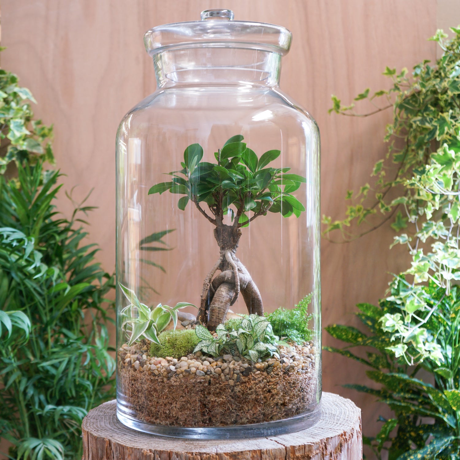 terrarium plante bocal Terrarium "Fleur Bleue XXL"