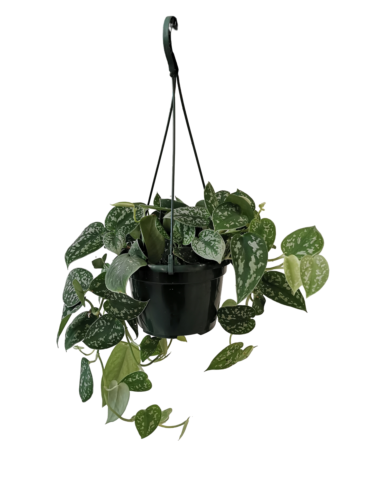 Pothos Picpus Suspension
