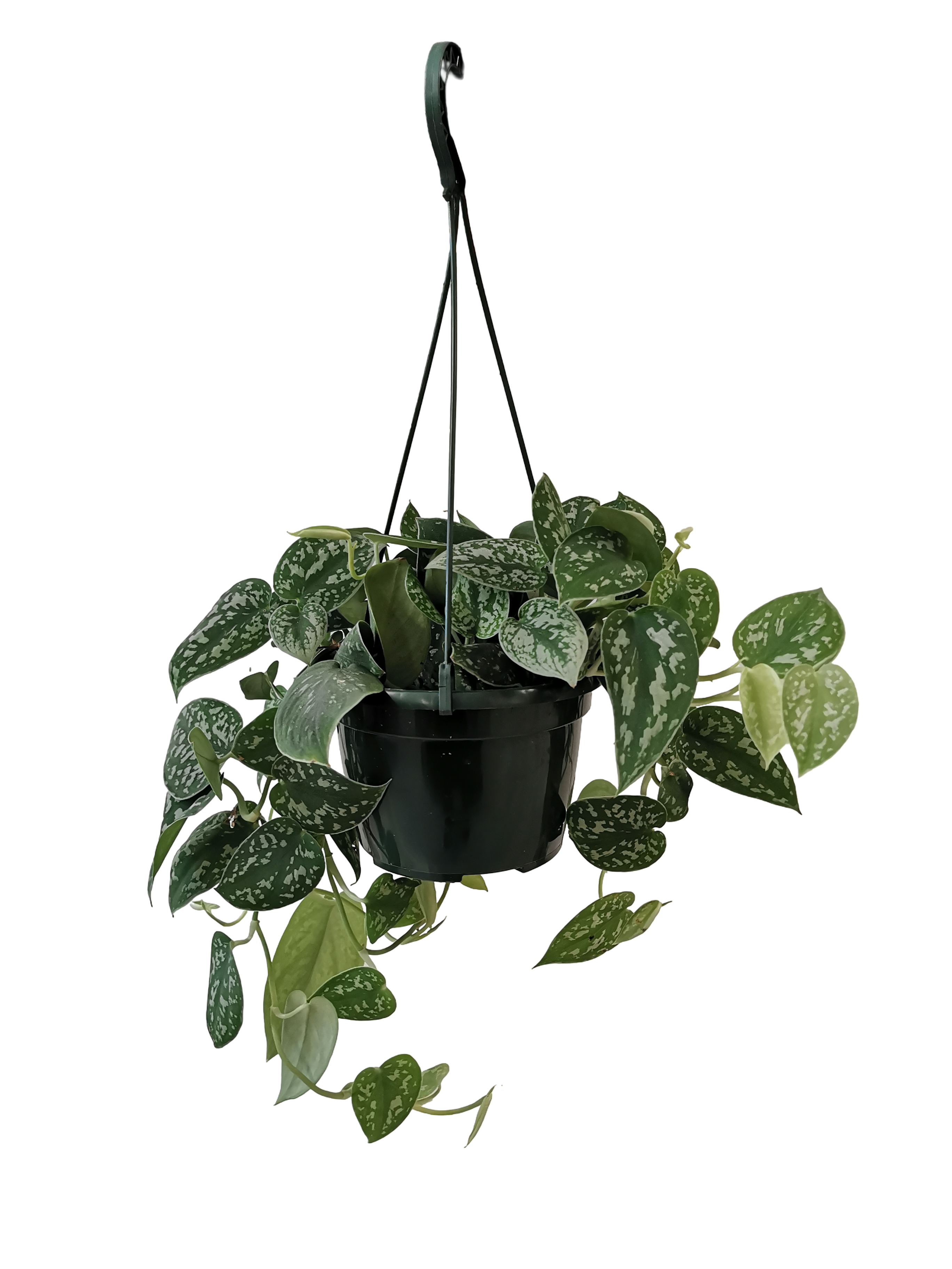 Pothos Picpus Suspension