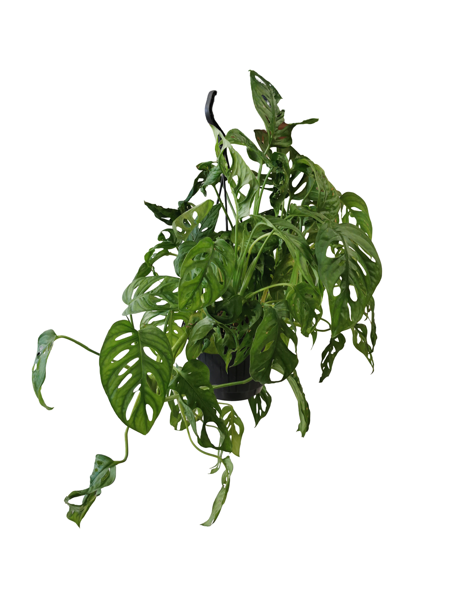 Monstera Monkey Leaf Suspension