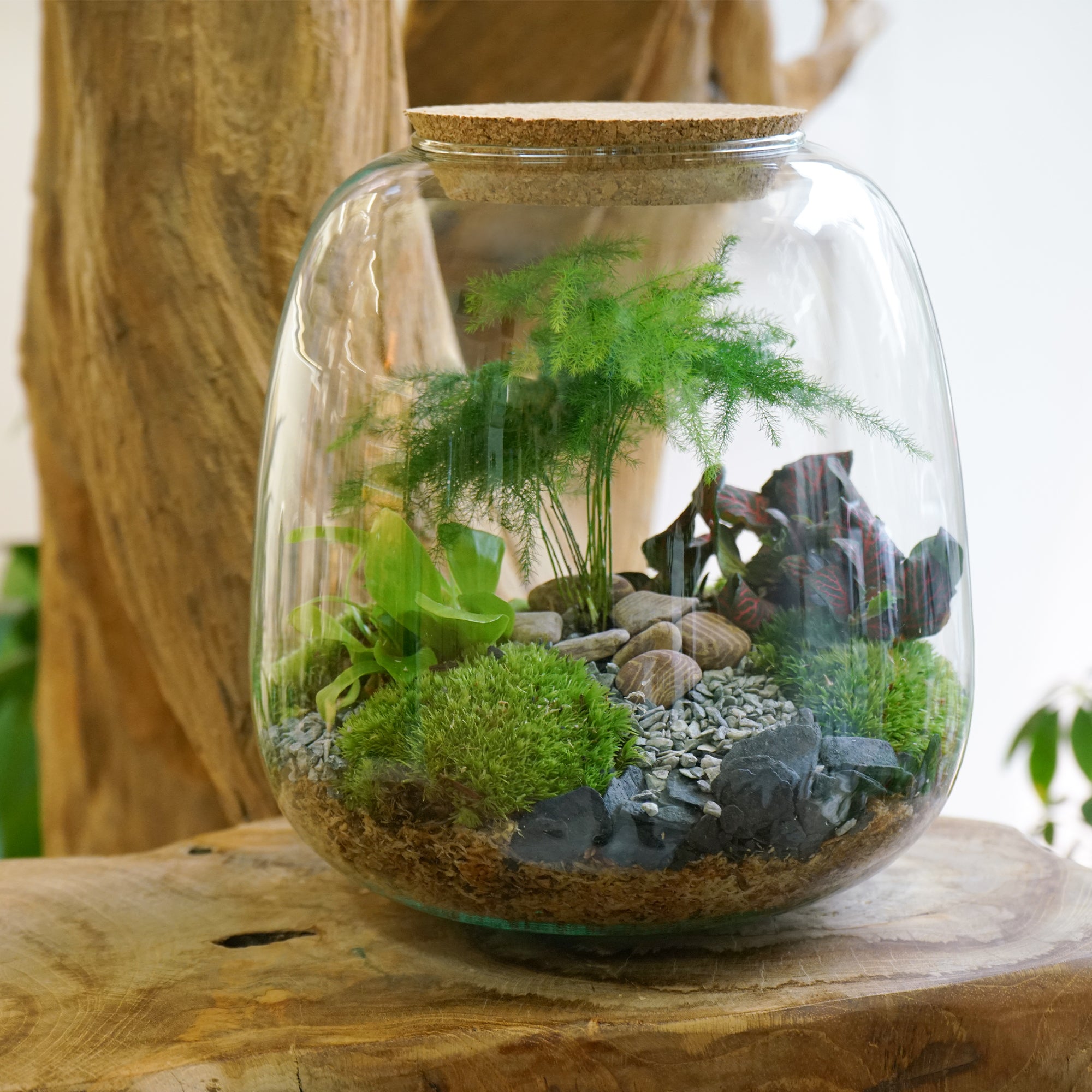 Fabriquer son terrarium avec le kit Boby la plante 💚 - Lucky