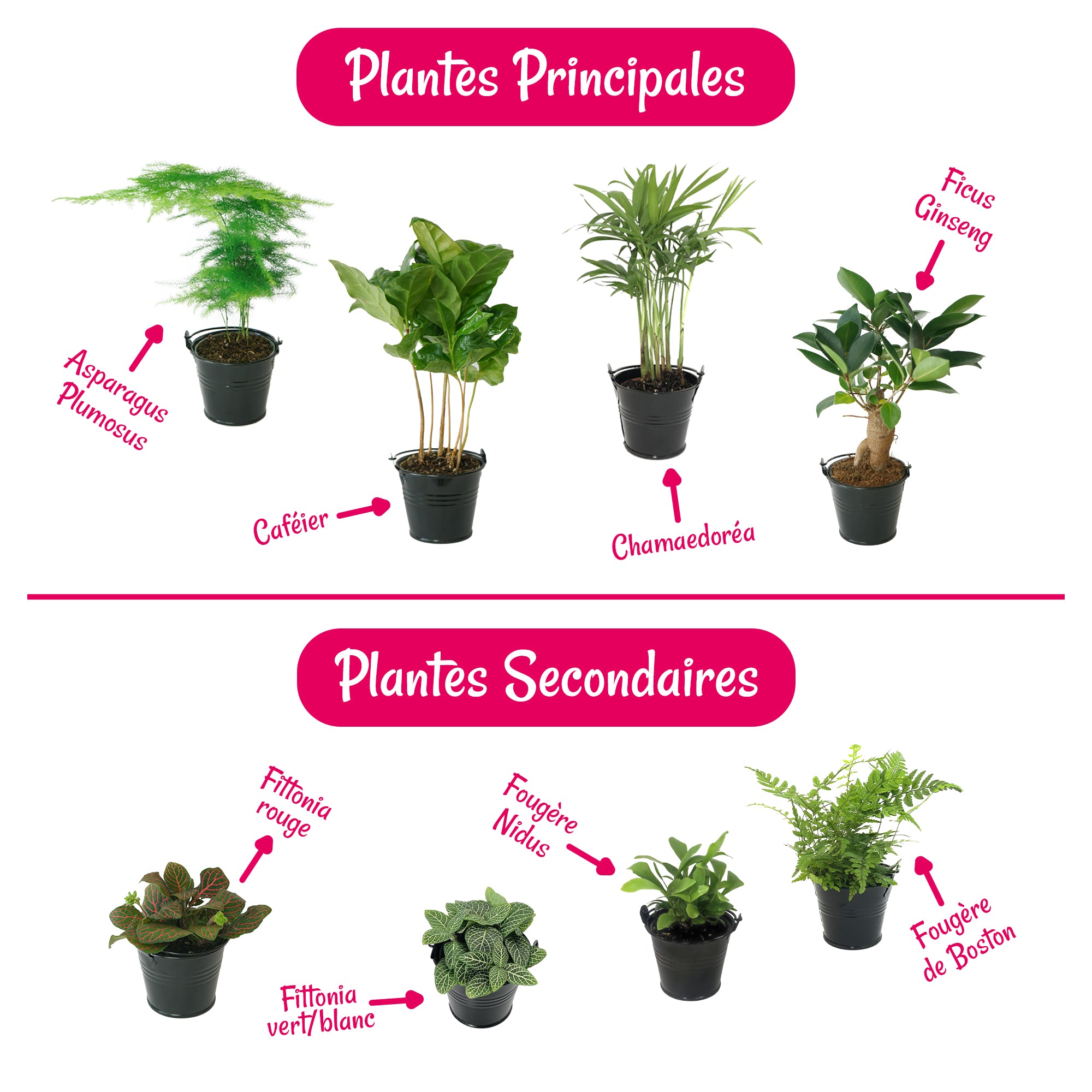 Set de plantes pour terrarium - 3 plantes d'intérieur 