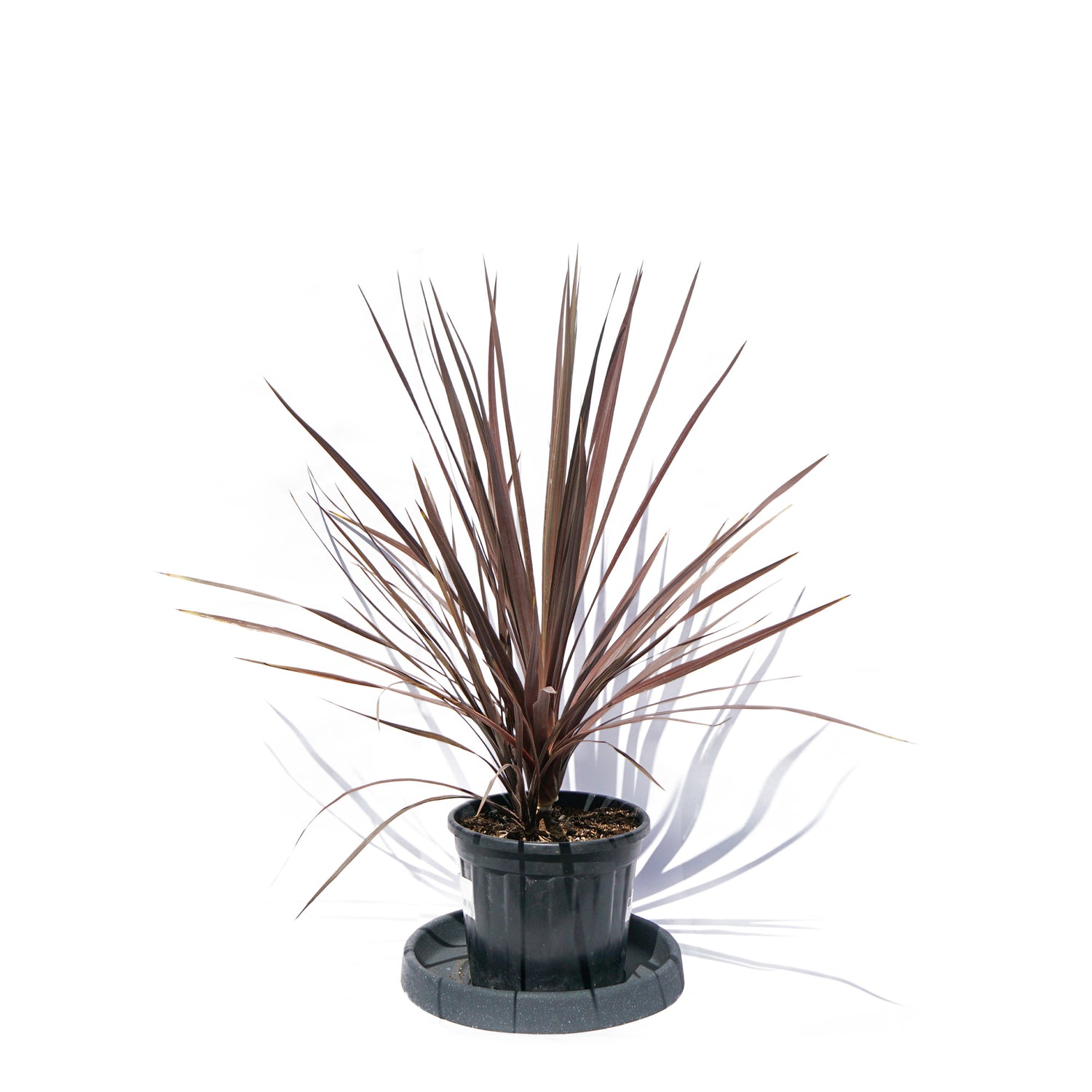 Cordyline Red Star