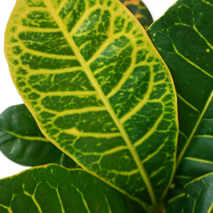 Croton Magnifique, Plante Vivante à lintérieur ou à lextérieur -  France