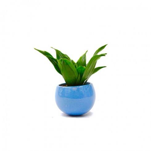 Magnet Dracaena Compacta