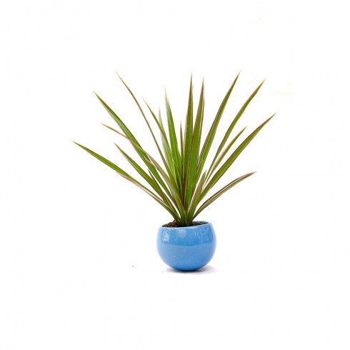 Magnet Dracaena Marginata