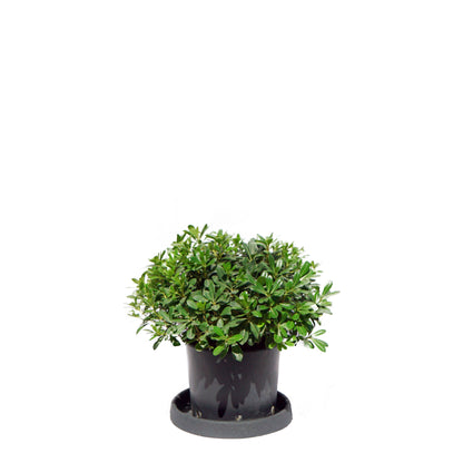 Pittosporum Tobira