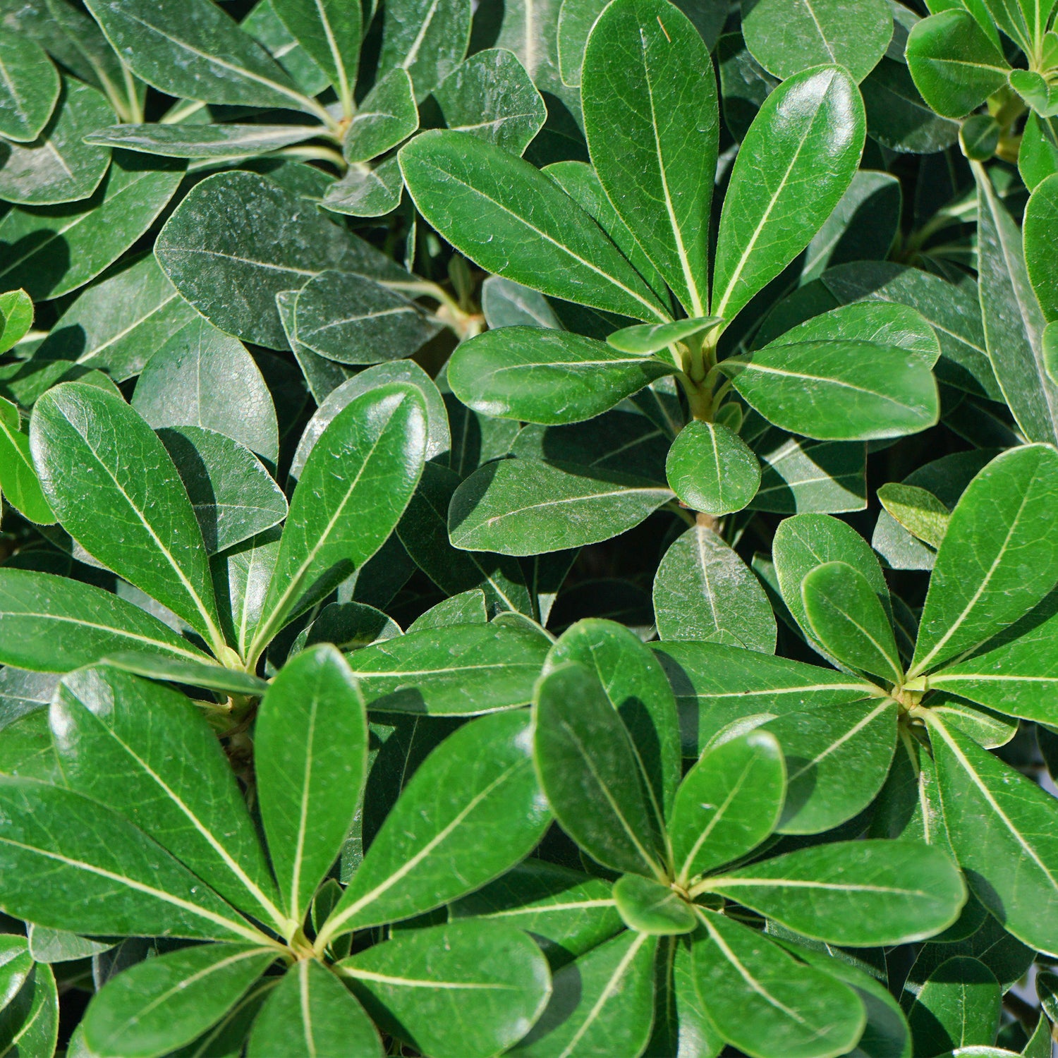 Pittosporum Tobira