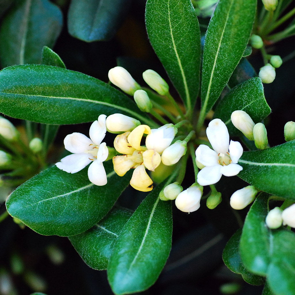 Pittosporum Tobira