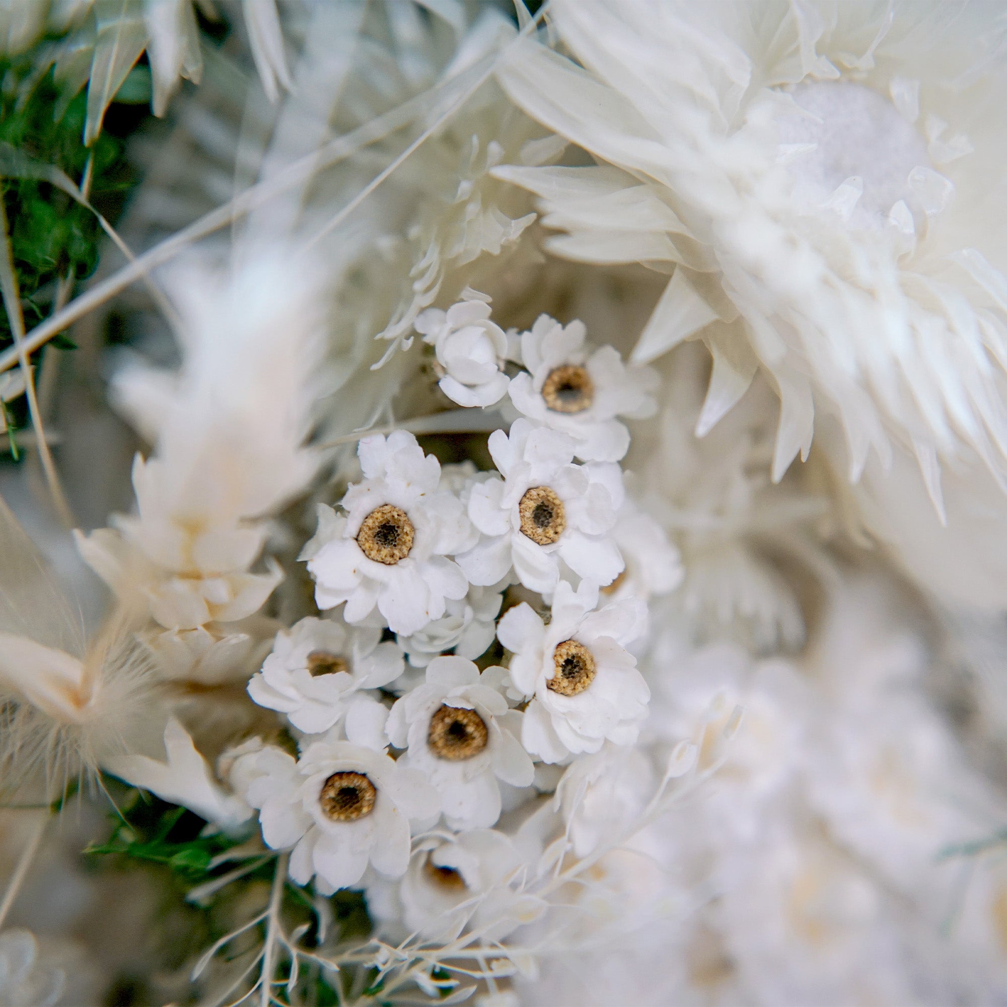 Bouquet de fleurs séchées blanc