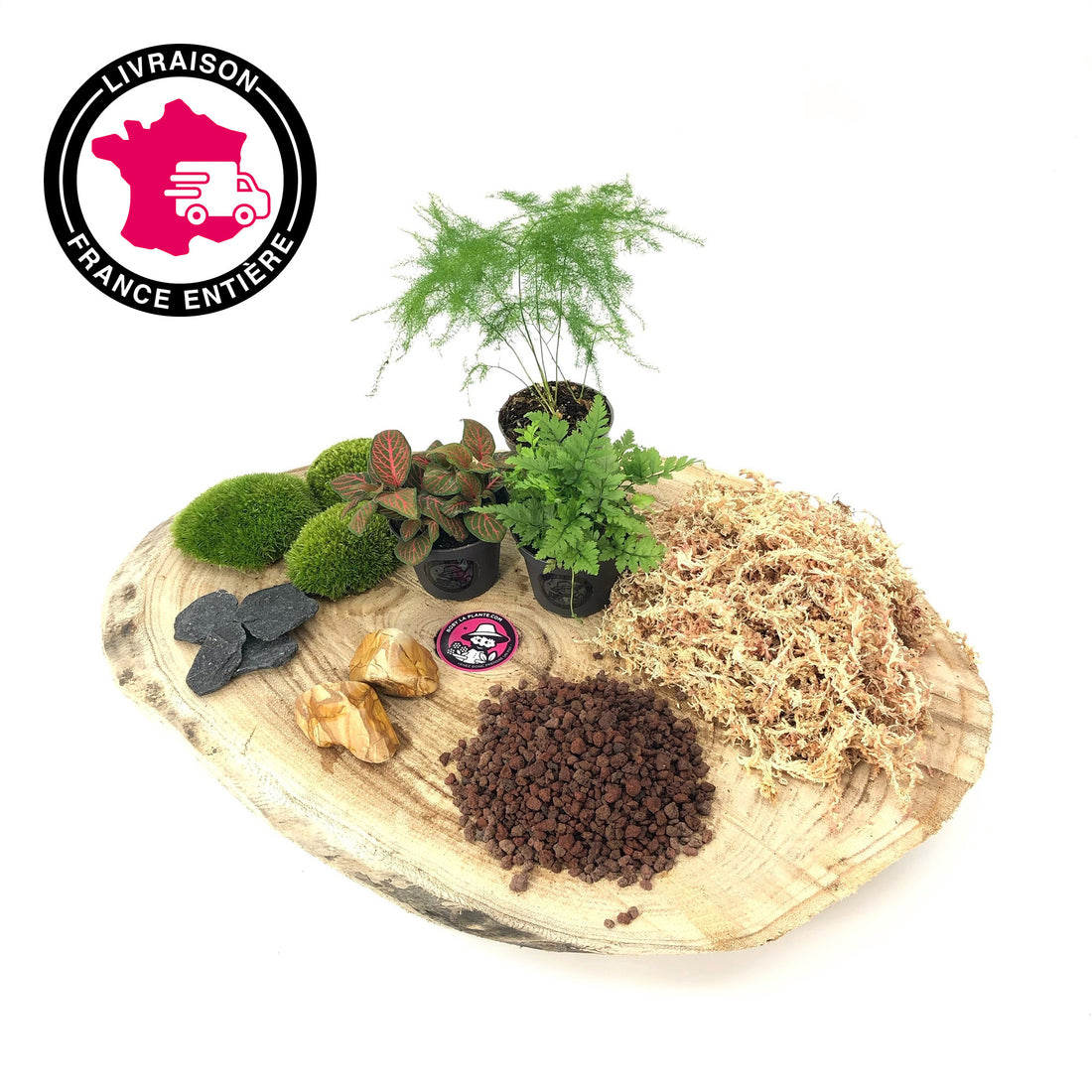 Kit Terrarium DIY 3 Plantes