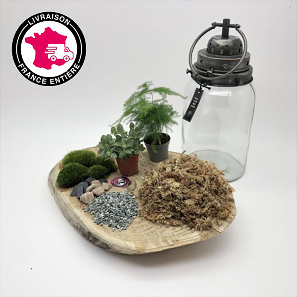Kit Terrarium DIY Lanterne "Marcelle"