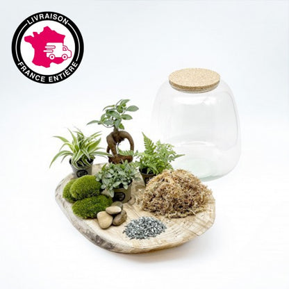 Kit Diy Terrarium Plante + Bocal Bohol : : Animalerie