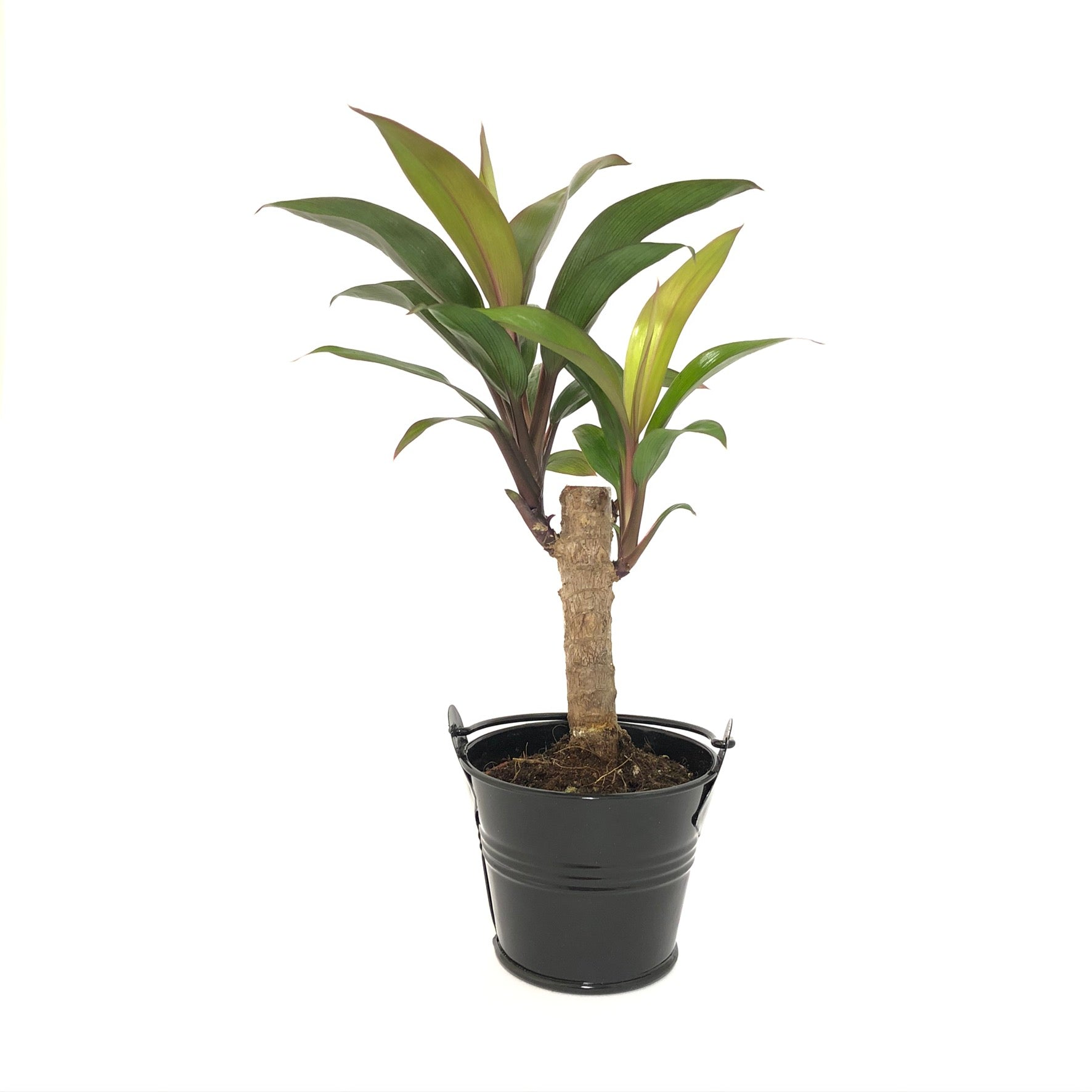 Baby Cordyline Compacta