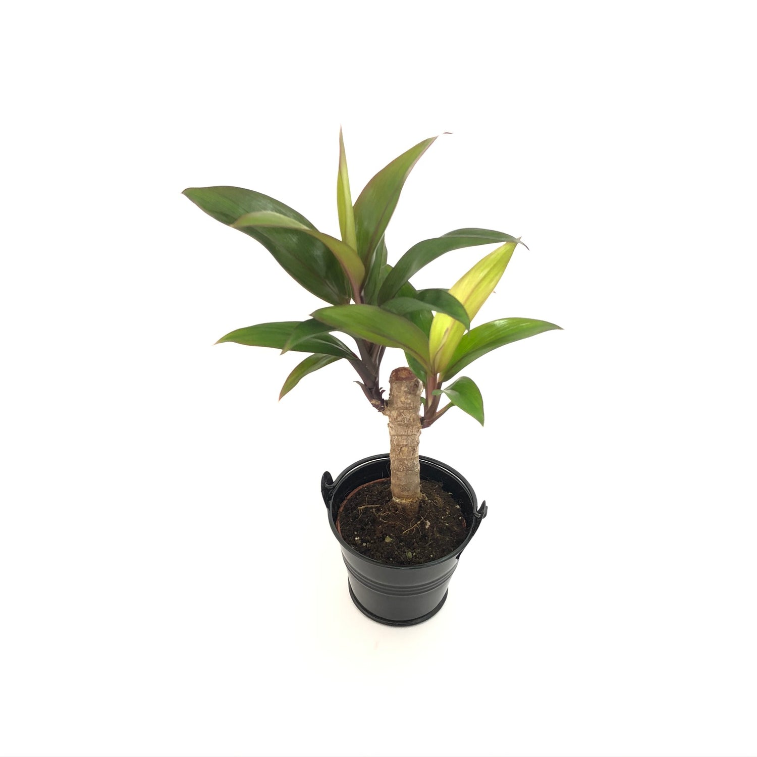 Baby Cordyline Compacta