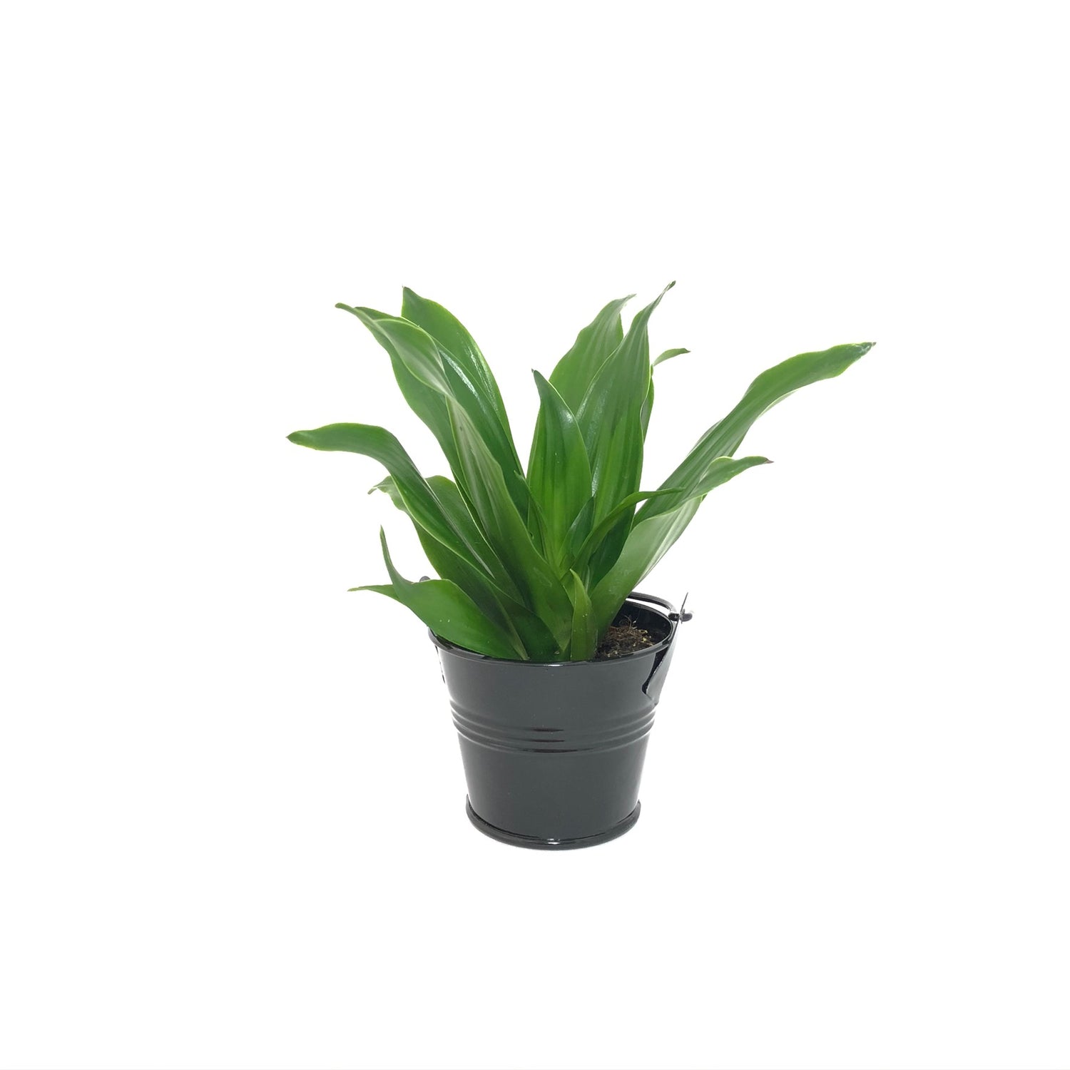 Baby Dracaena Compacta