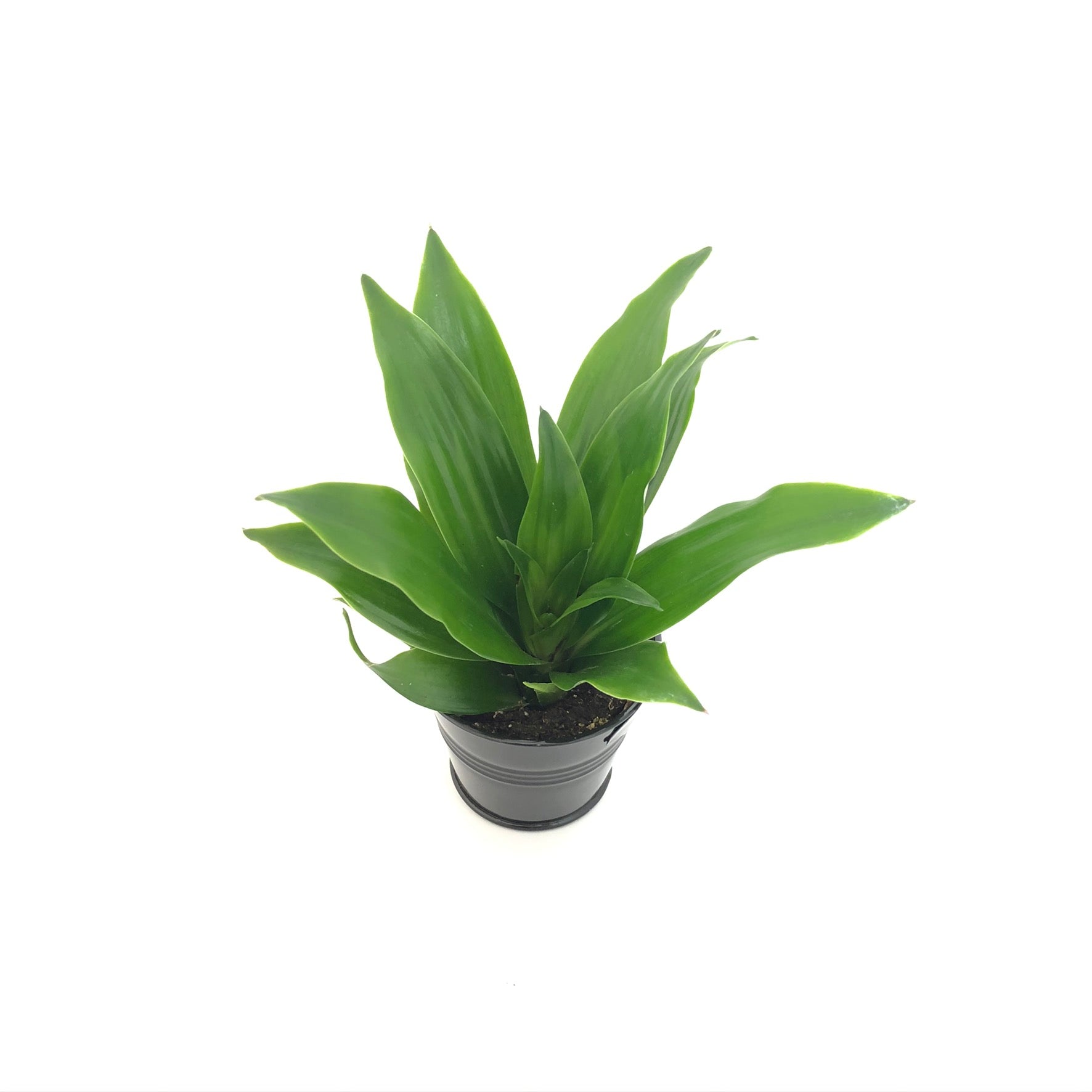 Baby Dracaena Compacta