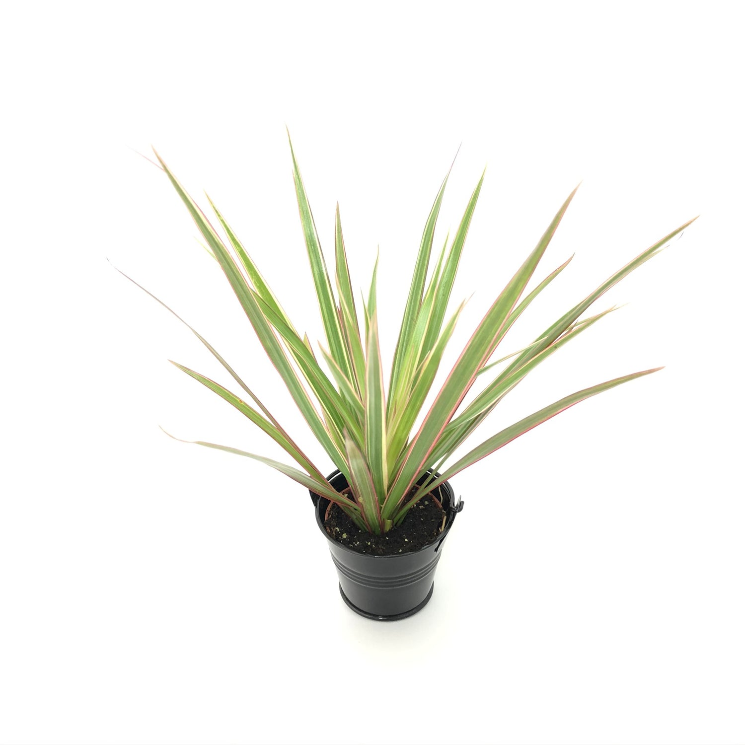 Baby Dracaena Marginata