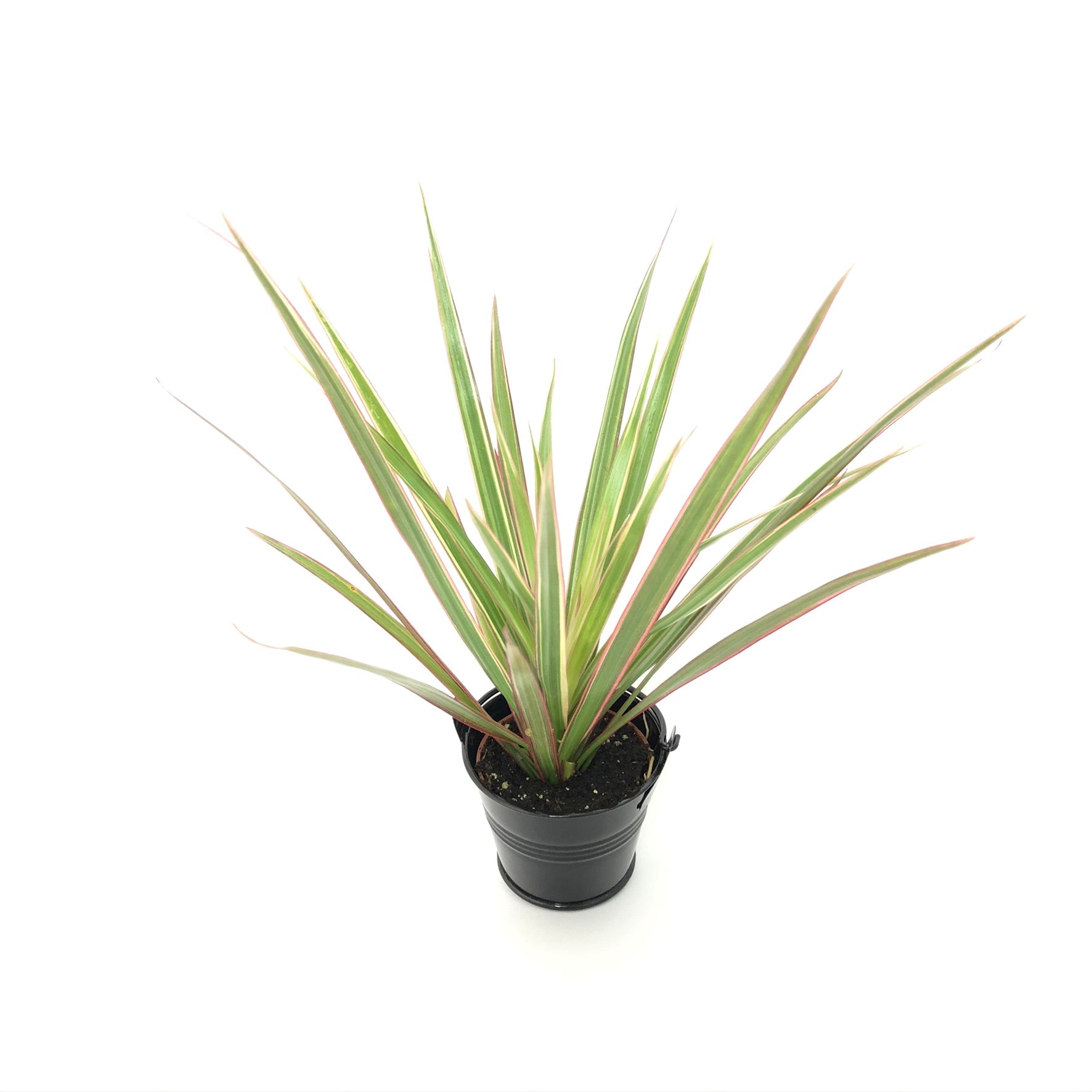 Baby Dracaena Marginata