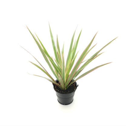 Baby Dracaena Marginata