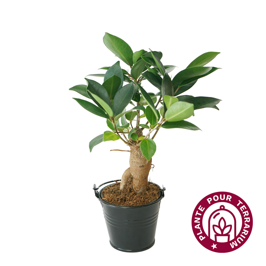Baby Ficus Ginseng