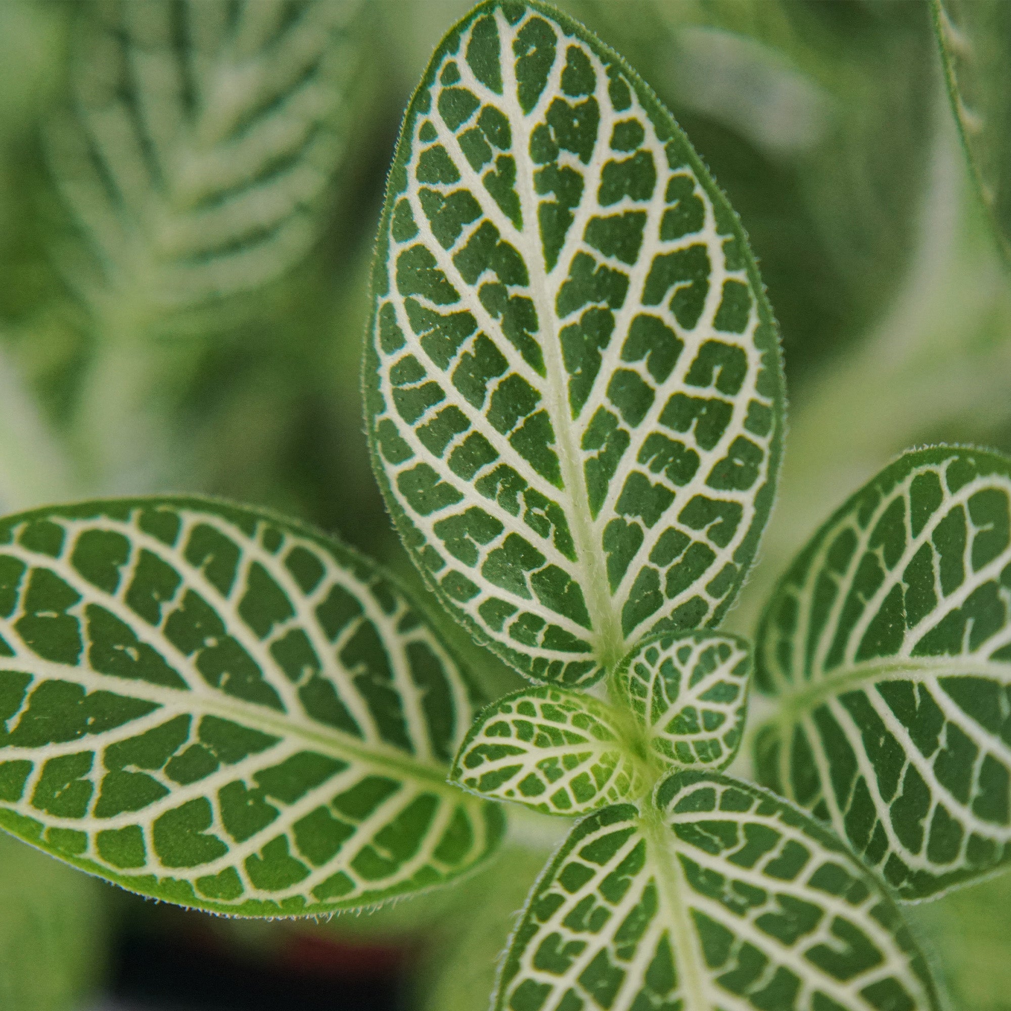 Baby Fittonia