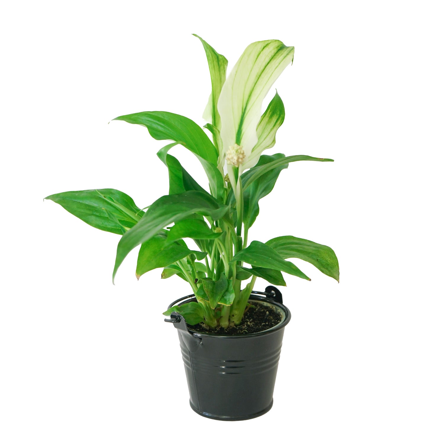 Spathiphyllum (fleur de lune) : entretien, arrosage et rempotage