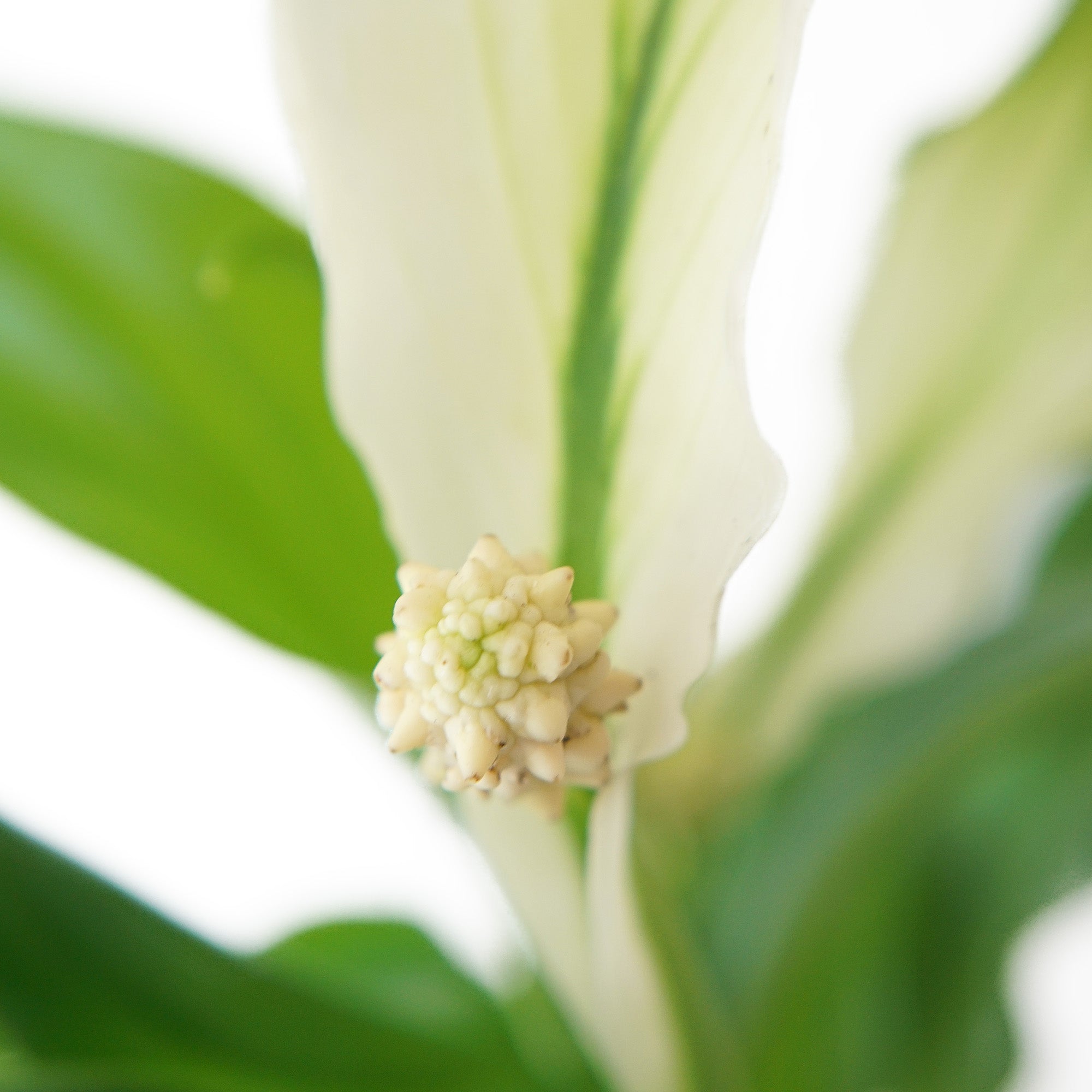 Plante fleur de lune sans cache-pot