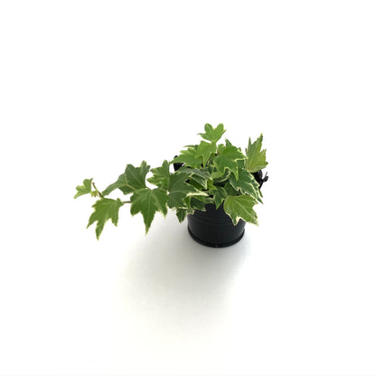 Baby Lierre Panaché