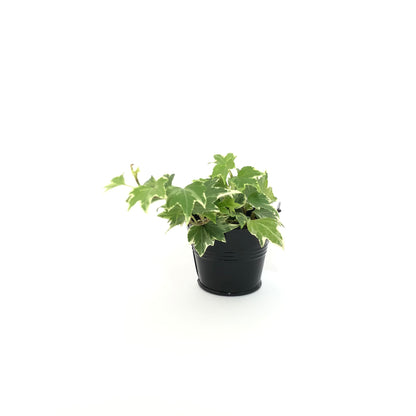 Baby Lierre Panaché