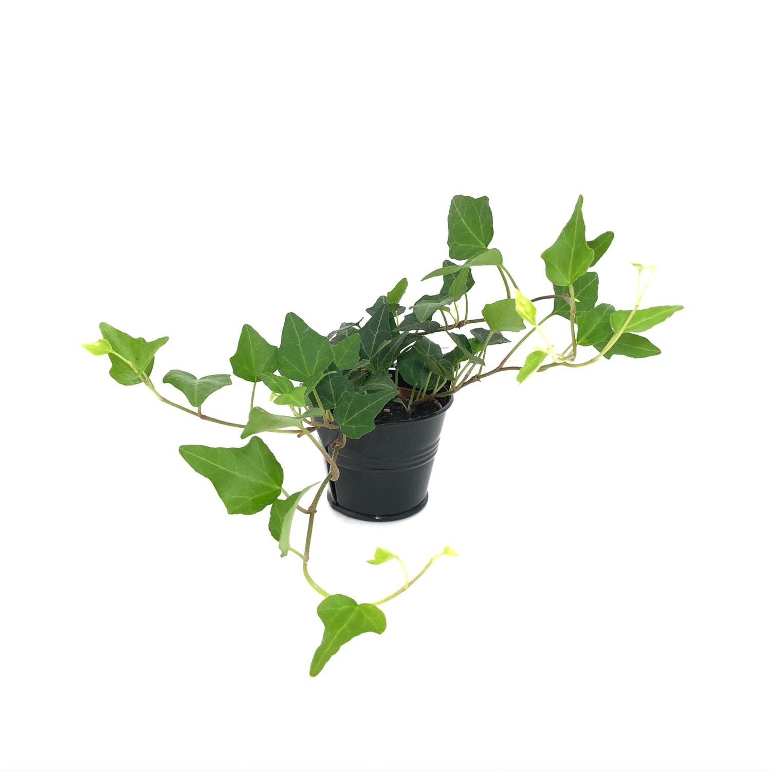 Baby Lierre Vert