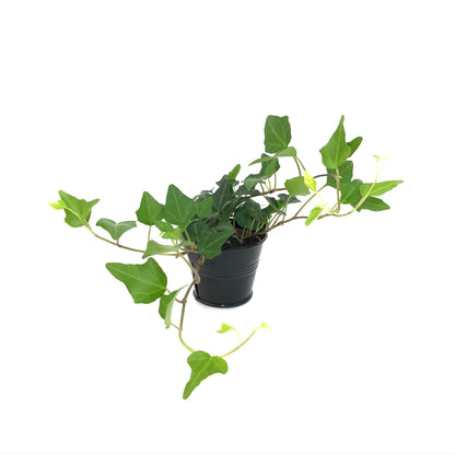 Baby Lierre Vert