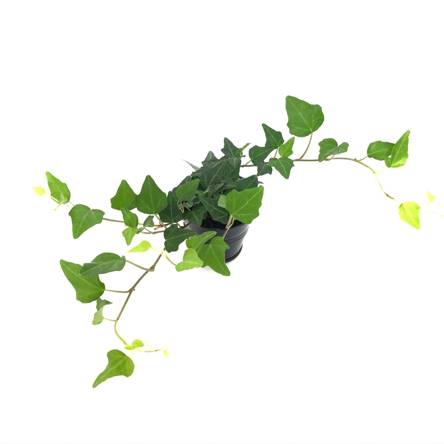 Baby Lierre Vert