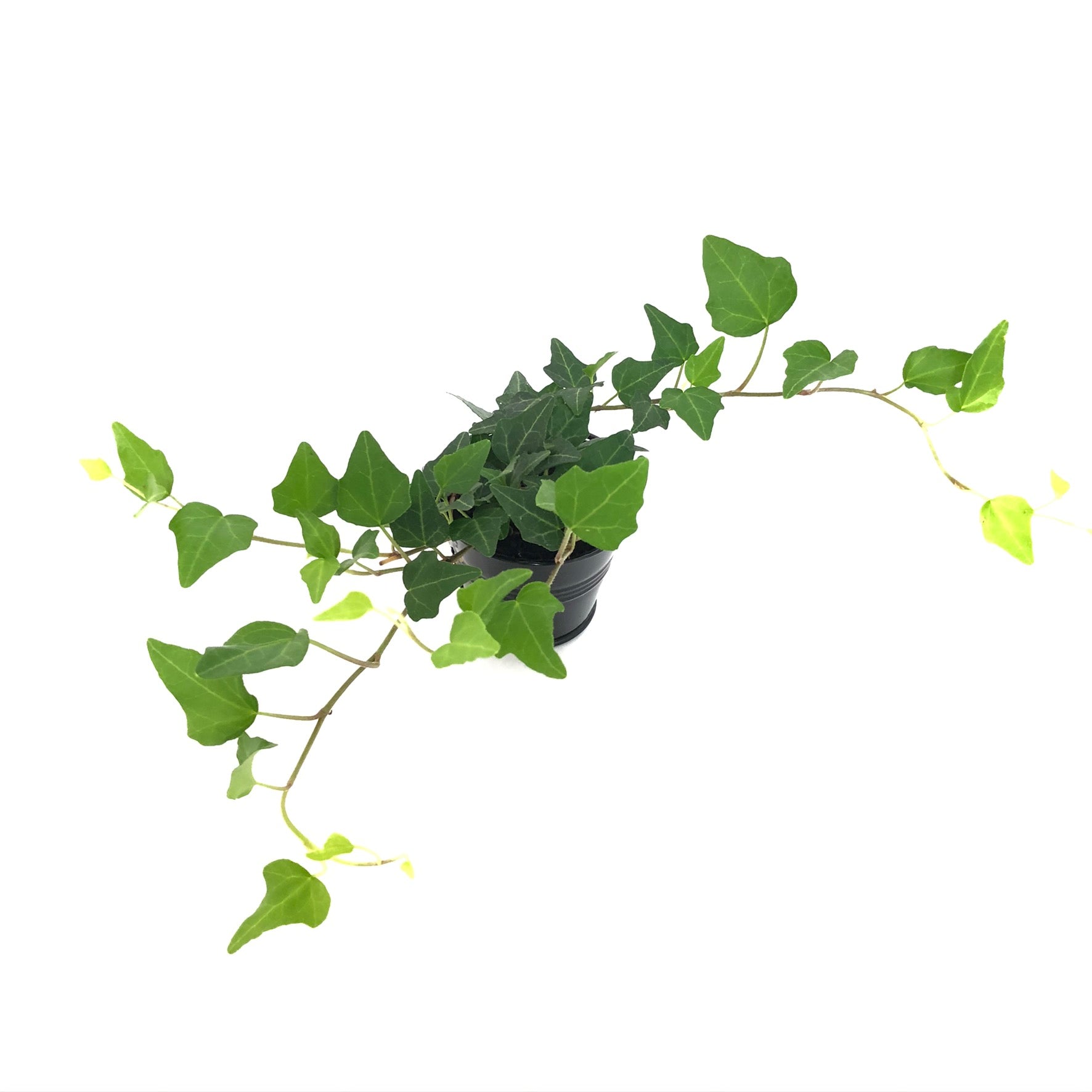 Baby Lierre Vert