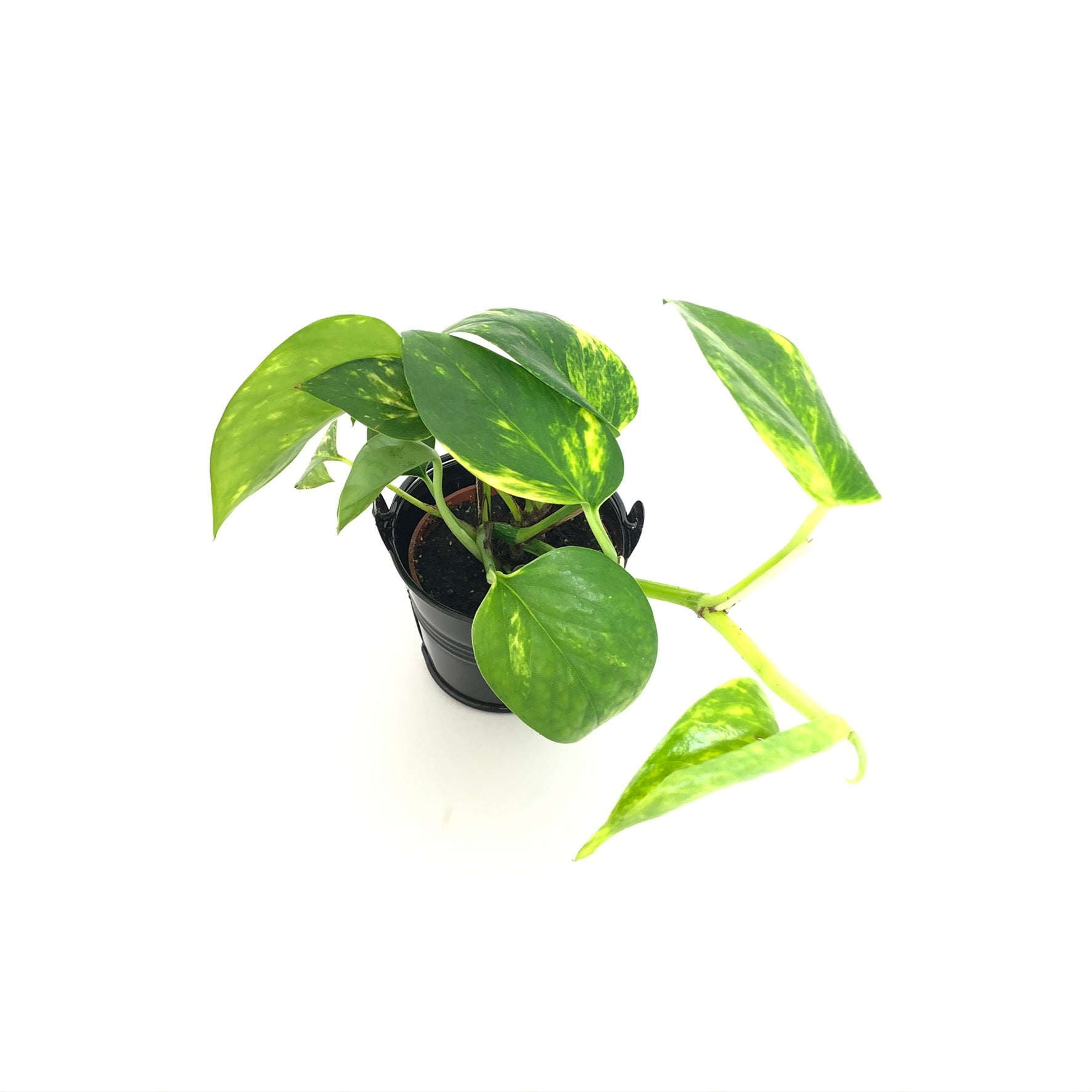 Baby Pothos