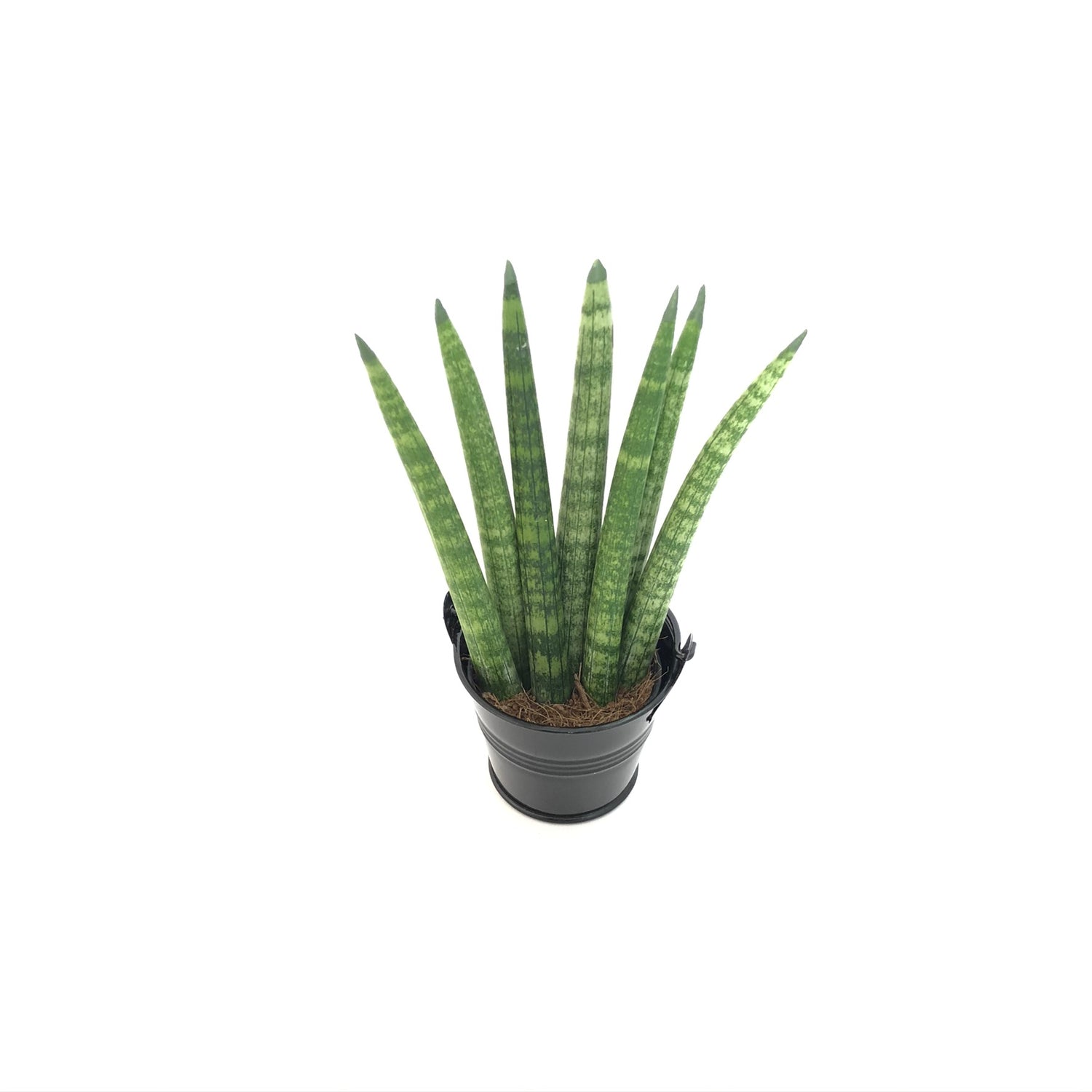 sansevieria spaghetti Baby Sanseveria "Spaghetti"
