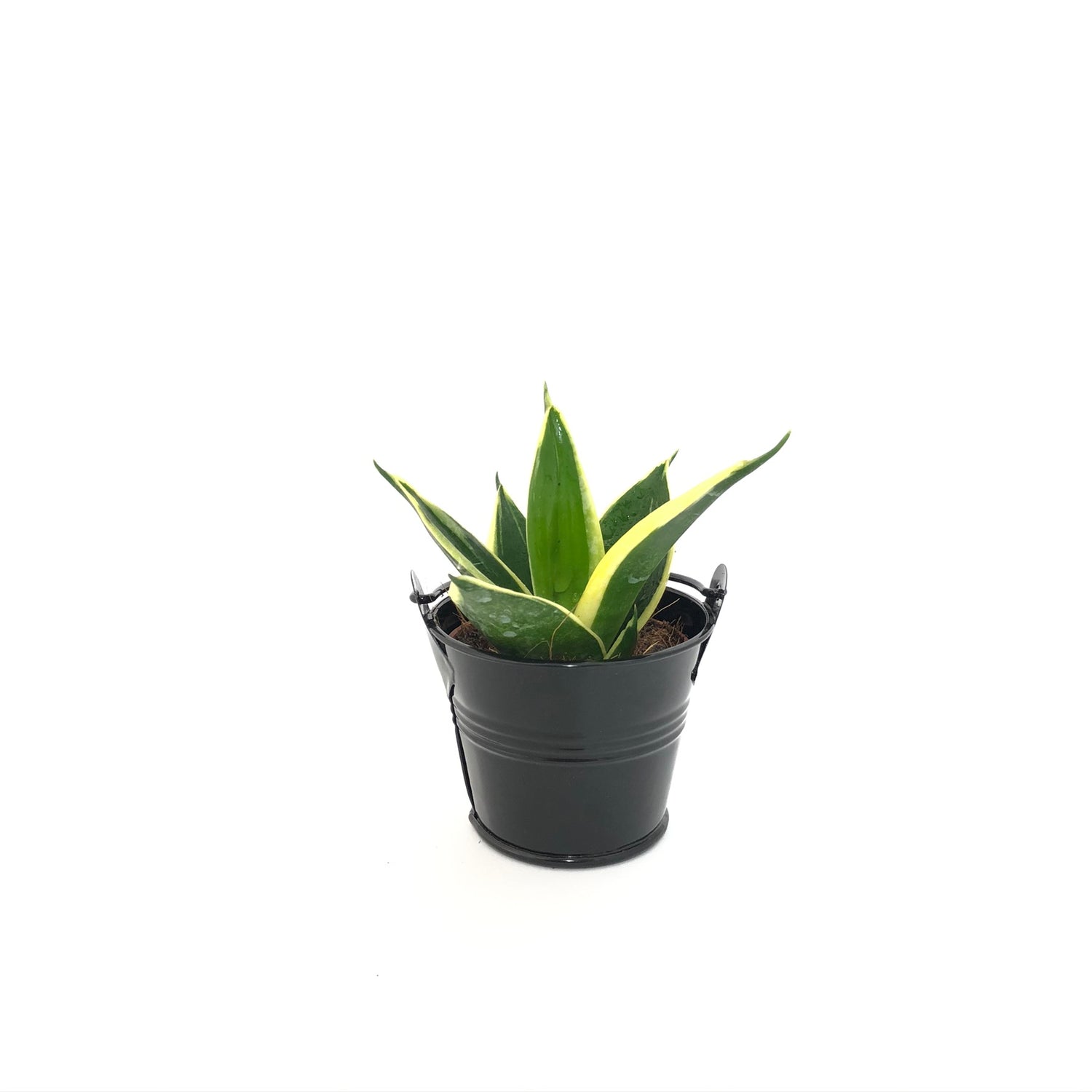 sansevieria signification spirituelle Baby Sanseveria "Langue de Belle-Mère"