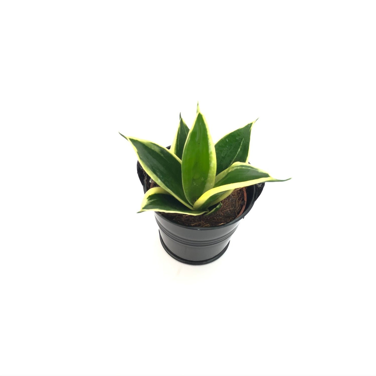 Baby Sanseveria &quot;Langue de Belle-Mère&quot;