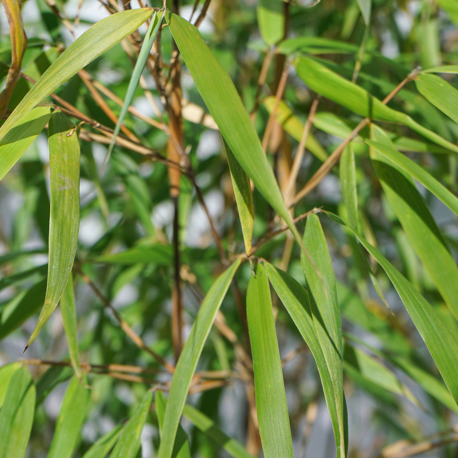 Bambou Fargesia