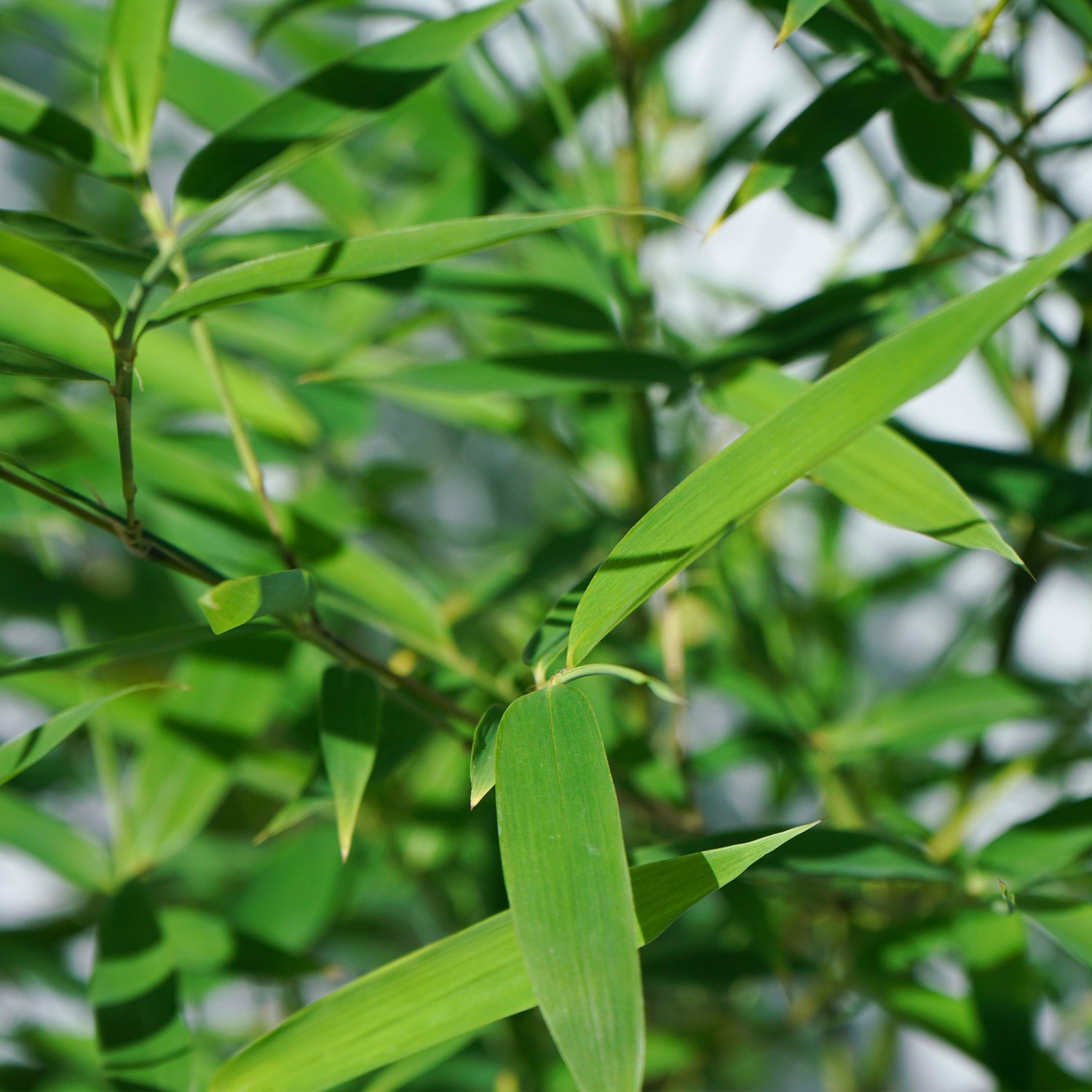 Bambou Phyllostacys