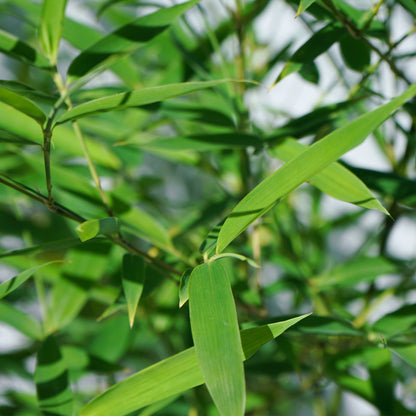 Bambou Phyllostacys