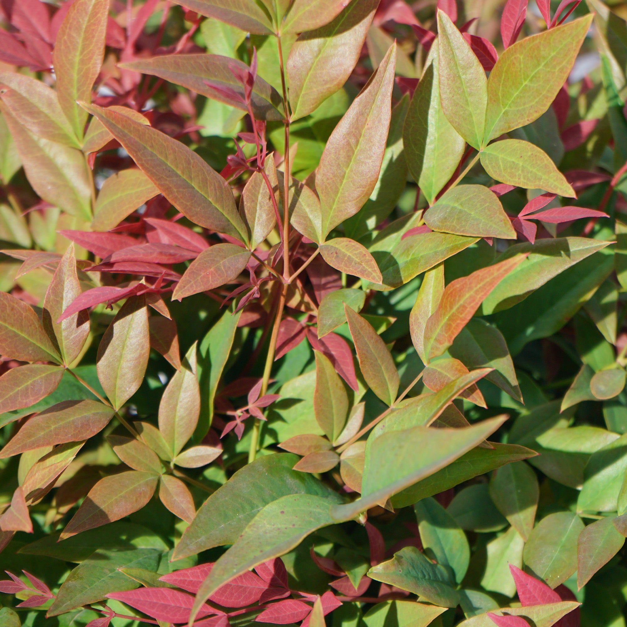 Nandina &quot;Bambou sacré du Japon&quot;