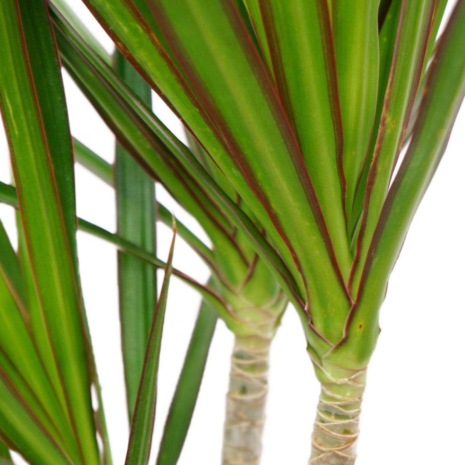 palmier dracaena Dracaena Marginata