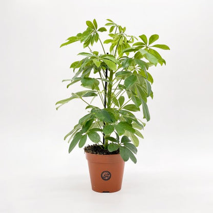 Schefflera M