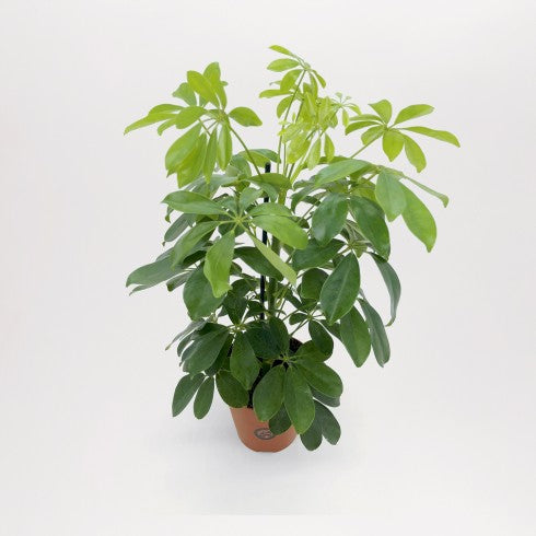 Schefflera : une plante verte d'intérieur robuste et décorative