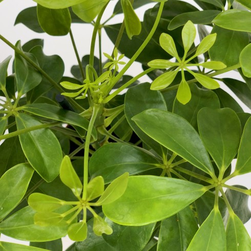 Schefflera M