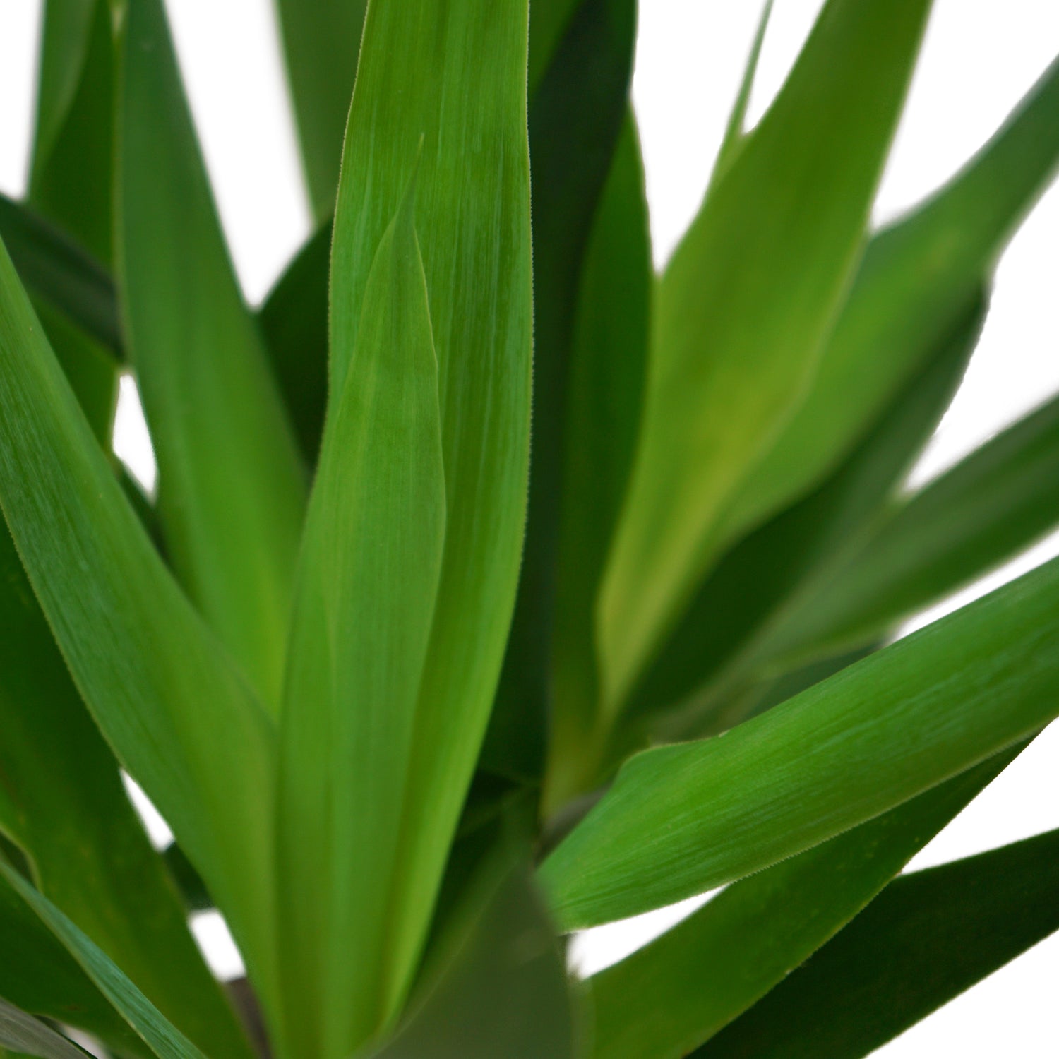 Yucca Elephantipes L